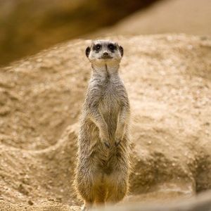 Meet your Posher, Ann